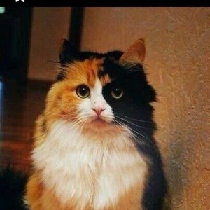 Meet your Posher, Petunia